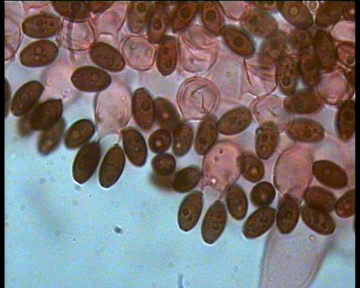 Coprinus auricomus     4. 5. 2004